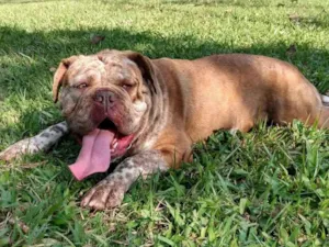 Cachorro raça Buldogue campeiro idade 4 anos nome Aruana