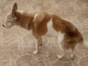 Cachorro raça SRD-ViraLata idade 6 ou mais anos nome Caco Neimar