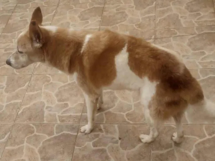 Cachorro ra a SRD-ViraLata idade 6 ou mais anos nome Caco Neimar