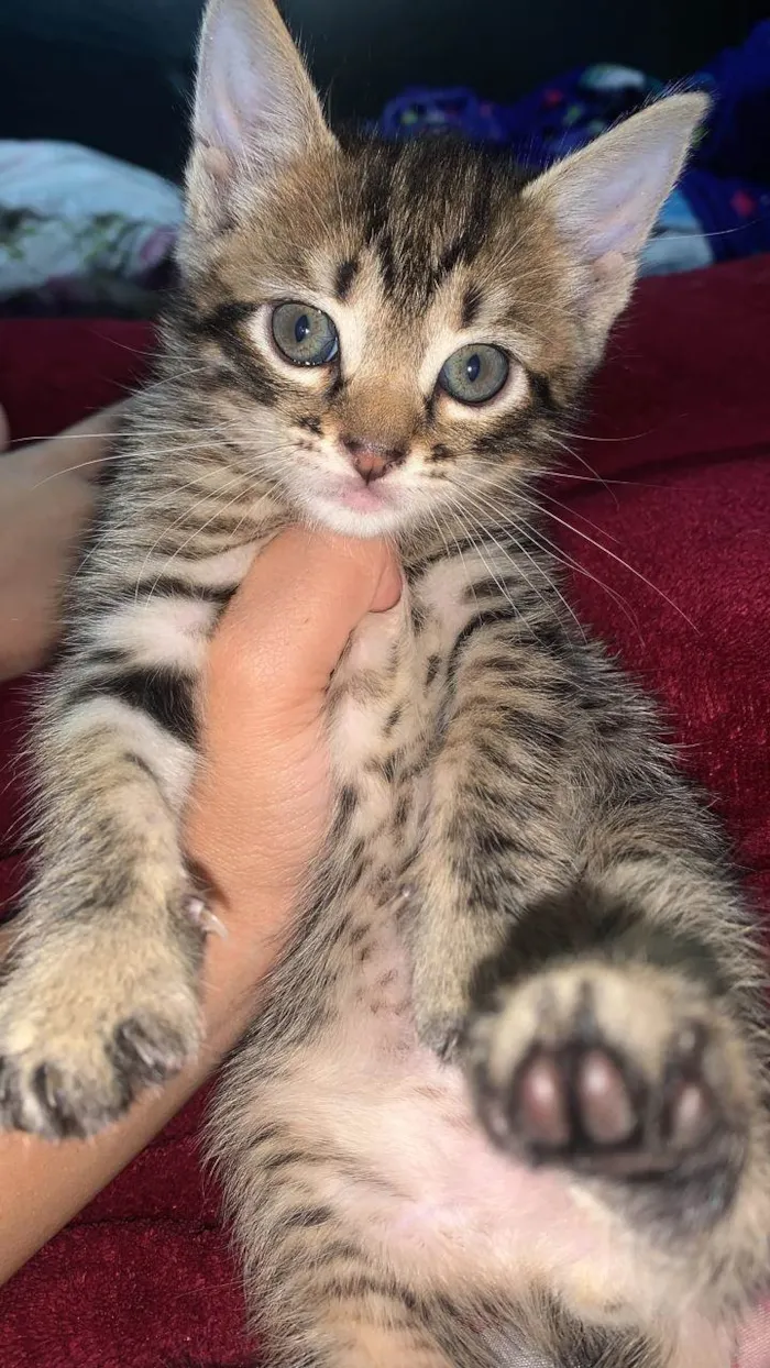 Gato raça  idade Abaixo de 2 meses nome Fêmea 