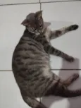 Mel