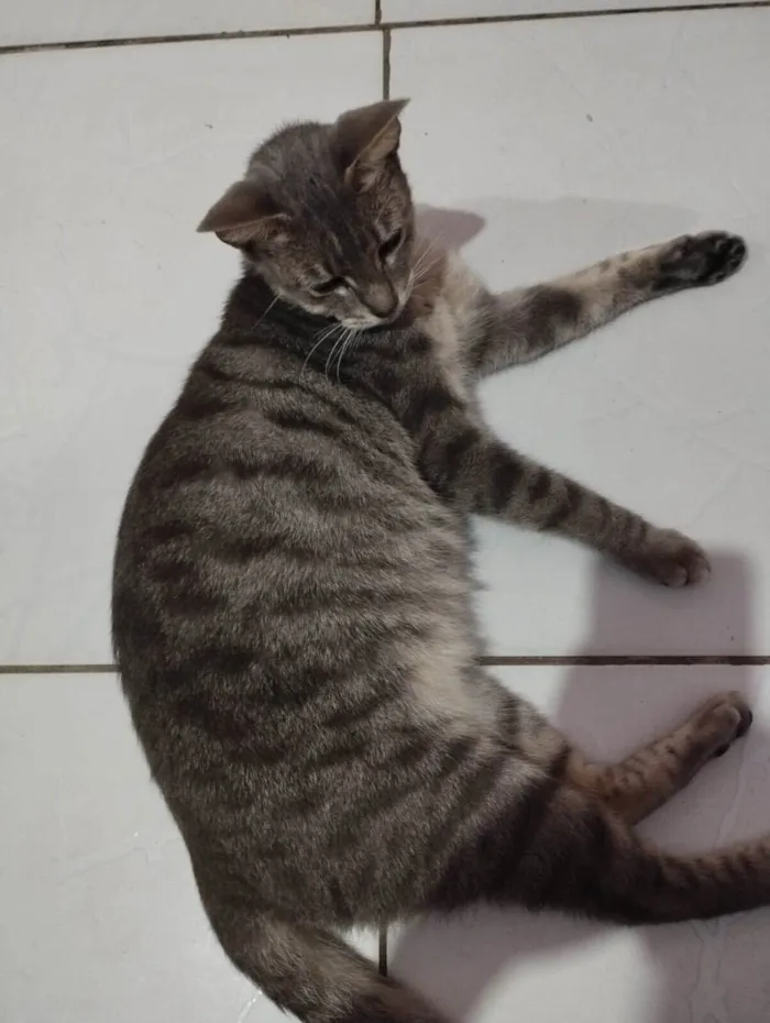 Gato raça  idade 1 ano nome Mel