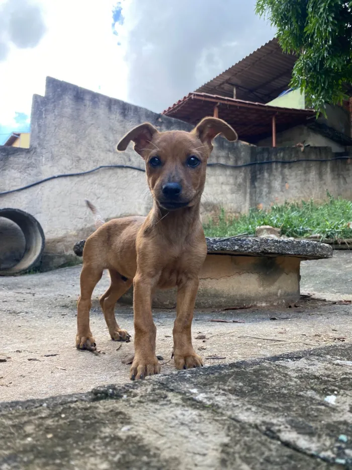 Cachorro raça SRD-ViraLata idade 2 a 6 meses nome Jr