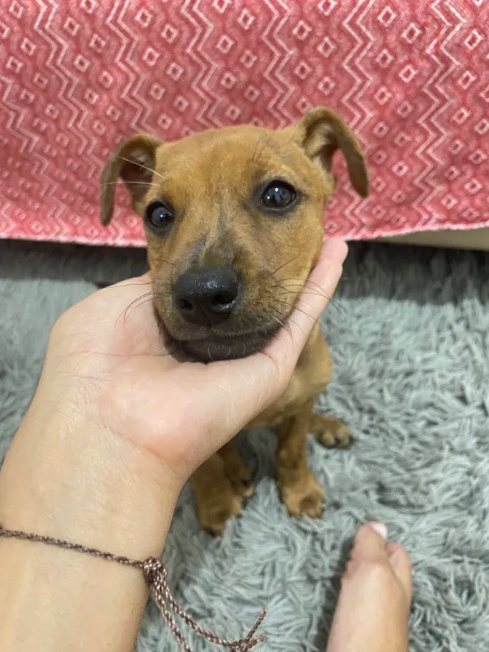 Cachorro raça SRD-ViraLata idade 2 a 6 meses nome Jr