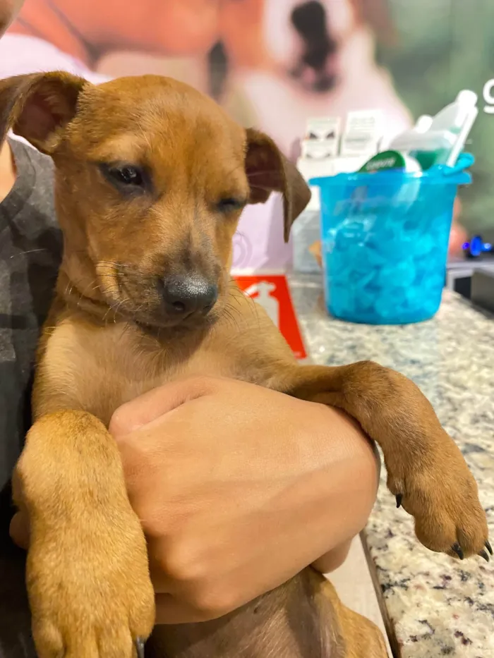 Cachorro raça SRD-ViraLata idade 2 a 6 meses nome Jr