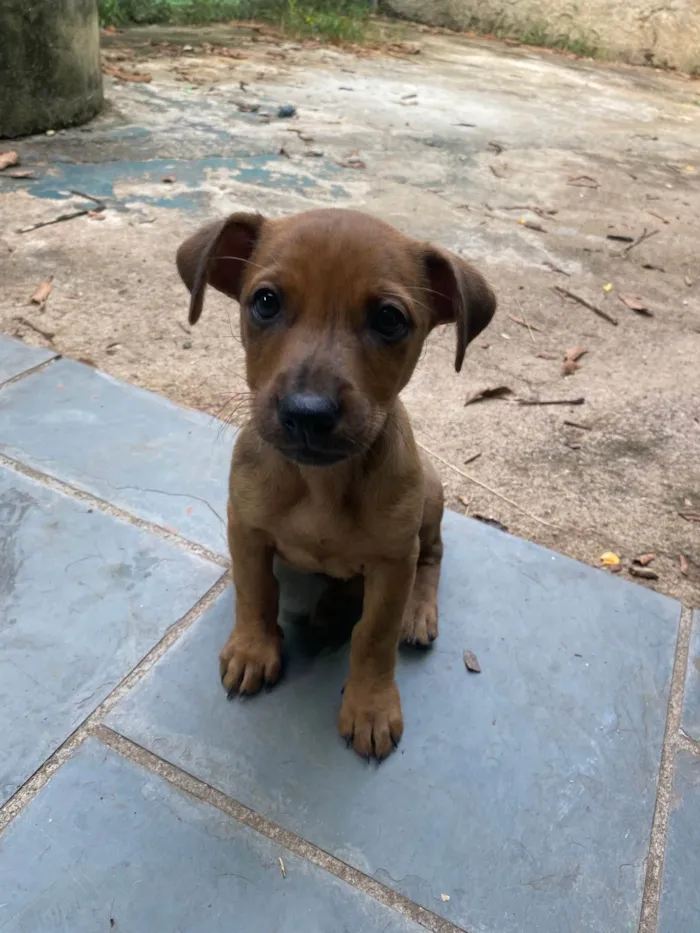 Cachorro raça SRD-ViraLata idade 2 a 6 meses nome Jr