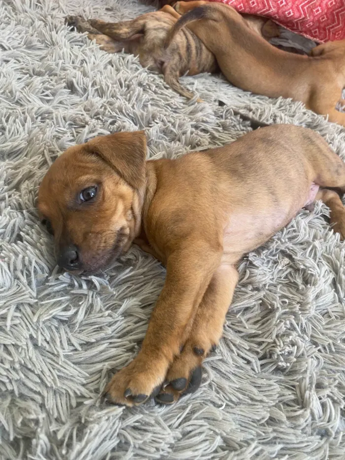 Cachorro raça SRD-ViraLata idade 2 a 6 meses nome Jr