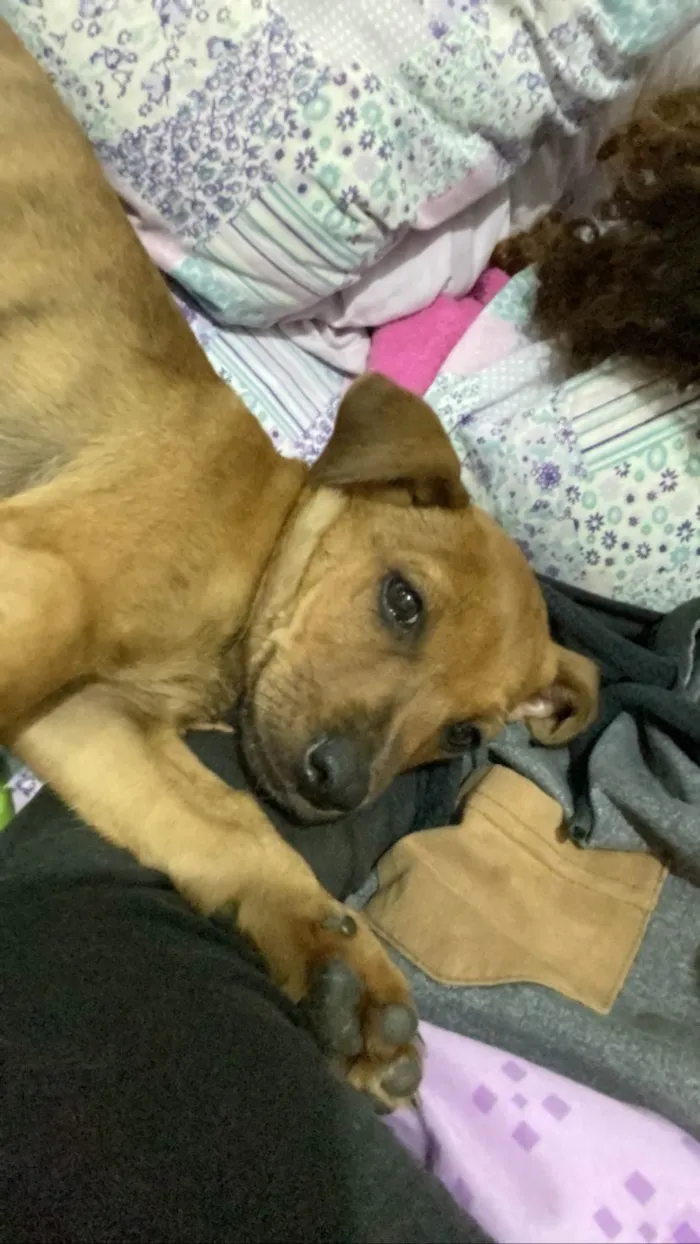 Cachorro raça SRD-ViraLata idade 2 a 6 meses nome Jr