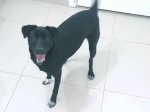 Cachorro raça SRD-ViraLata idade 1 ano nome Estrela