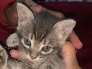 Gato raça  idade Abaixo de 2 meses nome Fêmea 