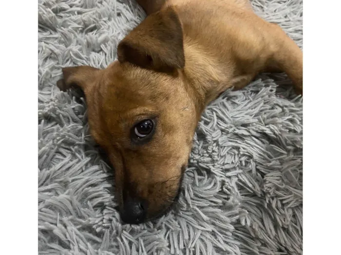 Cachorro raça SRD-ViraLata idade 2 a 6 meses nome Jr