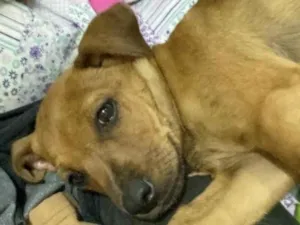 Cachorro raça SRD-ViraLata idade 2 a 6 meses nome Jr