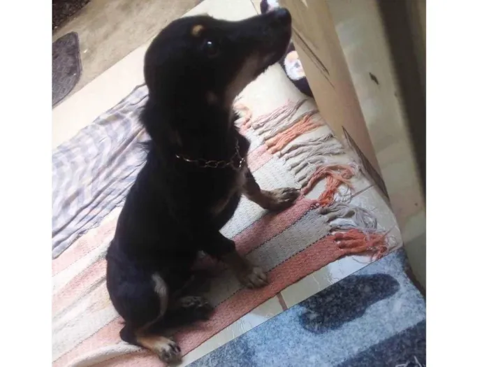 Cachorro raça  idade 7 a 11 meses nome Sem nome 