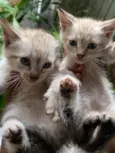 doação de 5 gatinhos 