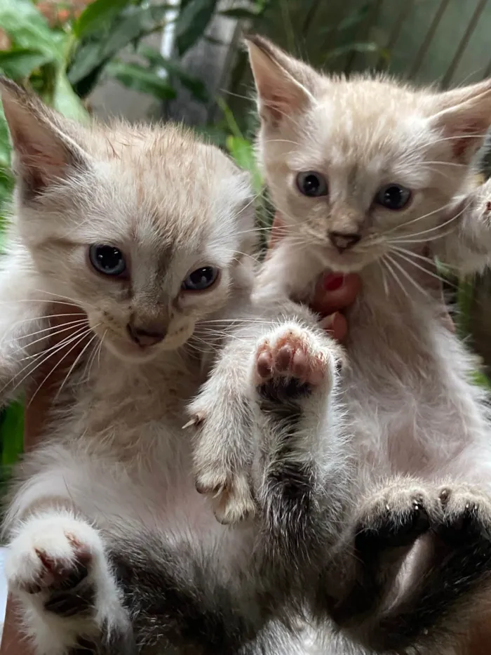 Gato ra a  idade 2 a 6 meses nome doação de 5 gatinhos 