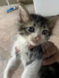 doação de 5 gatinhos 