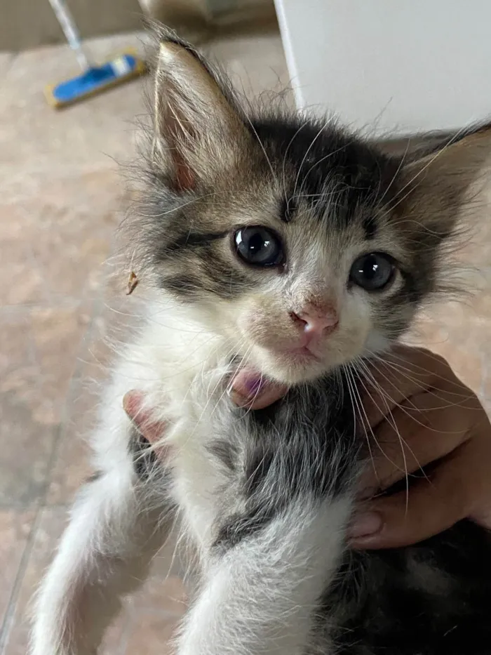 Gato ra a  idade 2 a 6 meses nome doação de 5 gatinhos 