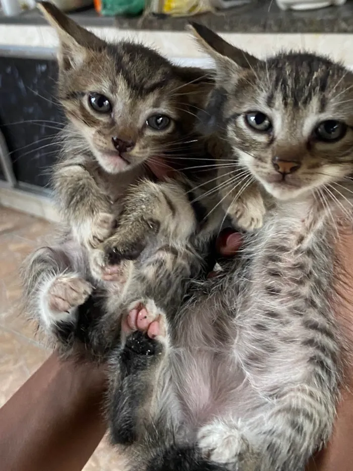 Gato ra a  idade 2 a 6 meses nome doação de 5 gatinhos 