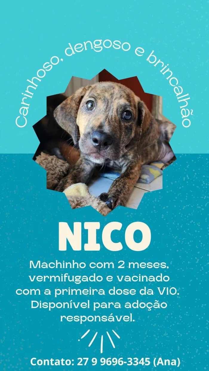Cachorro ra a SRD idade 2 a 6 meses nome Nico