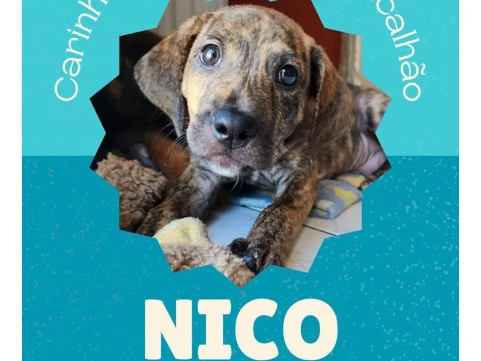 Cachorro ra a SRD idade 2 a 6 meses nome Nico