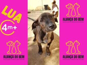 Cachorro raça Pit-Bull idade 2 a 6 meses nome LUA