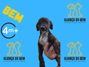 Cachorro raça Pit-Bull idade 2 a 6 meses nome BEM