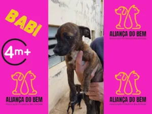 Cachorro raça Pit-Bull idade 2 a 6 meses nome BABI
