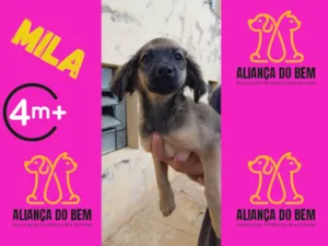Cachorro raça SRD-ViraLata idade 2 a 6 meses nome MILA