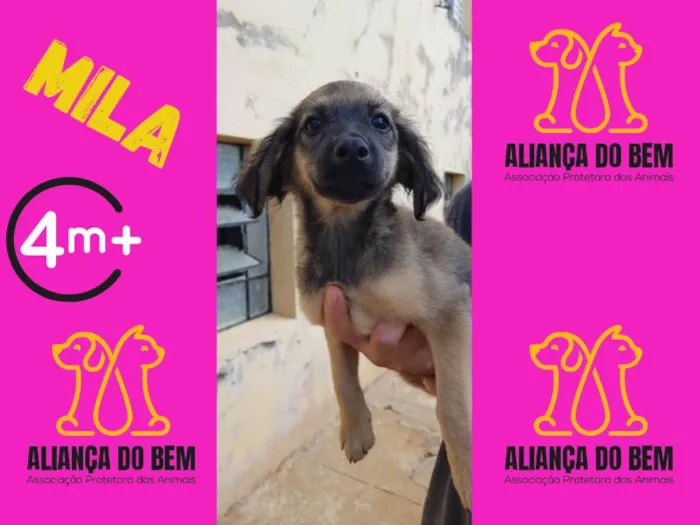 Cachorro ra a SRD-ViraLata idade 2 a 6 meses nome MILA