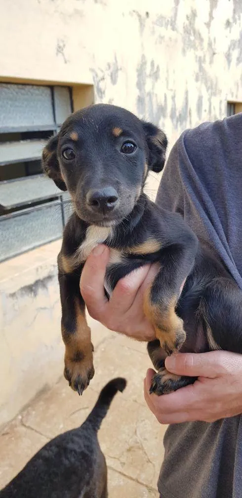 Cachorro ra a SRD-ViraLata idade 2 a 6 meses nome LUNA