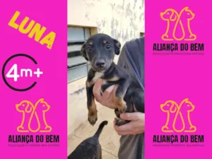 Cachorro raça SRD-ViraLata idade 2 a 6 meses nome LUNA