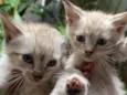 doação de 5 gatinhos 
