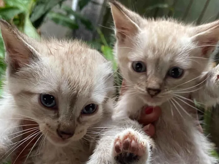 Gato ra a  idade 2 a 6 meses nome doação de 5 gatinhos 