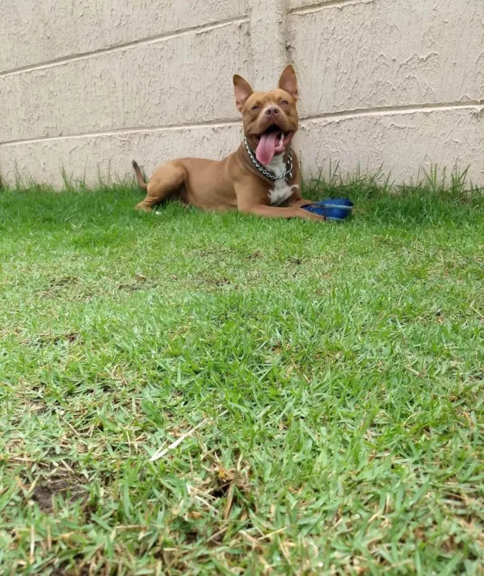 Cachorro ra a Pit-Bull idade 1 ano nome zeus 