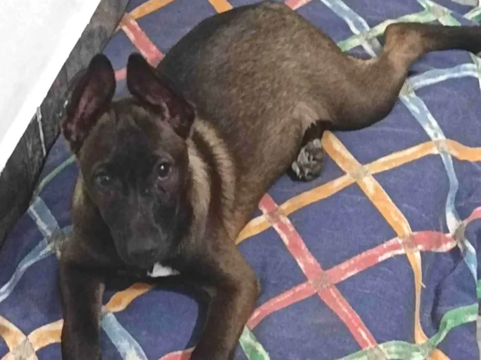 Cachorro raça SRD-ViraLata idade 2 a 6 meses nome Catrina