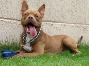 Cachorro raça Pit-Bull idade 1 ano nome zeus 