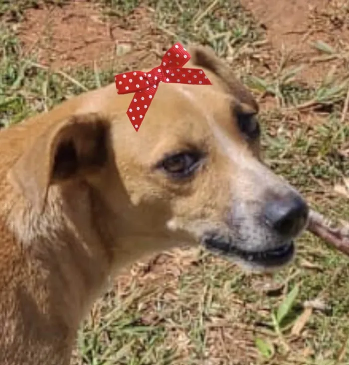 Cachorro ra a Mestica  idade 1 ano nome Cacau 