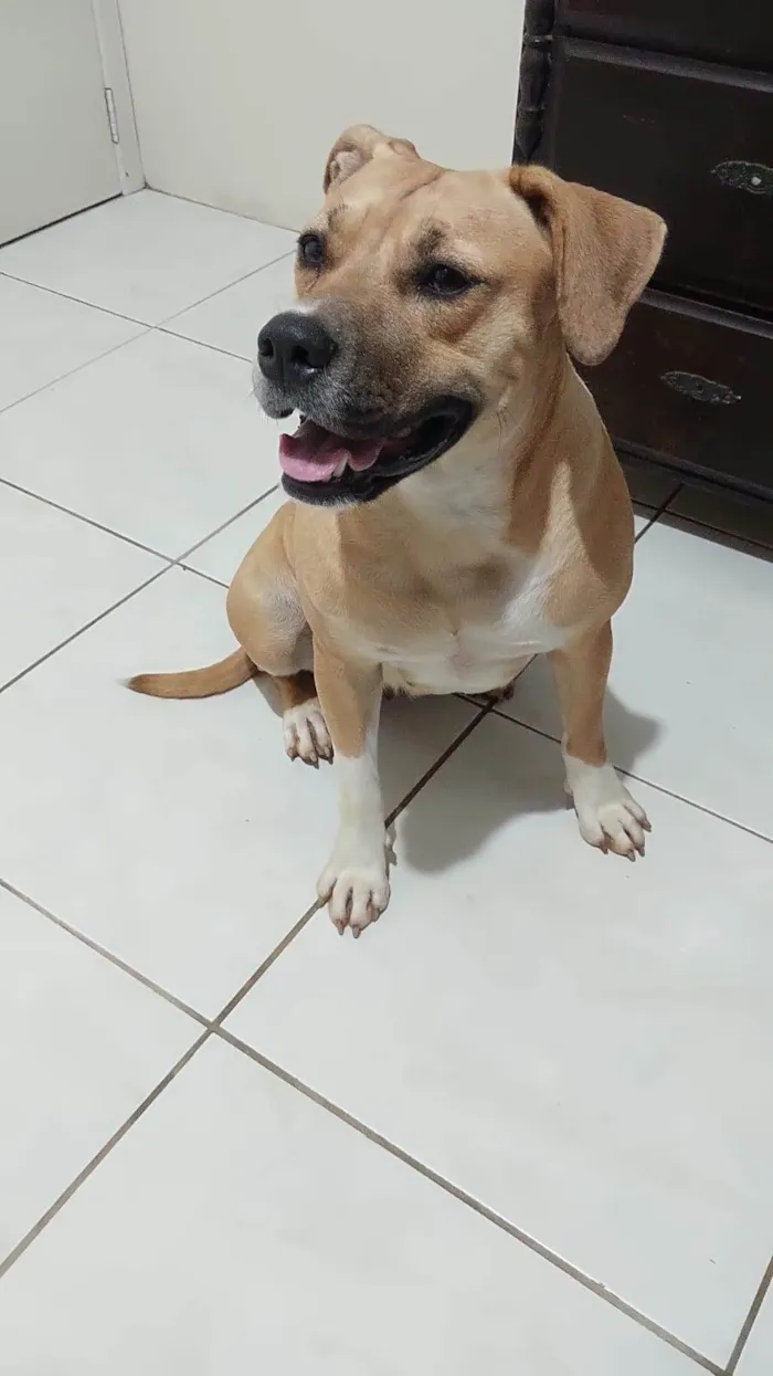 Cachorro ra a Pitbul com labradora  idade 1 ano nome Não sei 