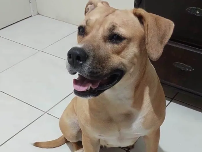 Cachorro ra a Pitbul com labradora  idade 1 ano nome Não sei 