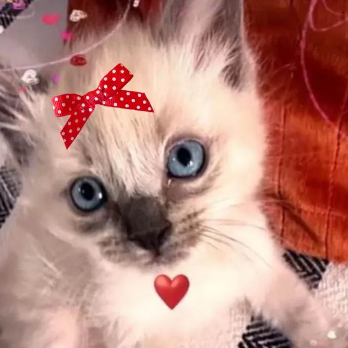 Gato ra a Mestica  idade 2 a 6 meses nome Bia 