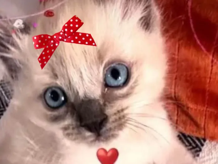 Gato ra a Mestica  idade 2 a 6 meses nome Bia 