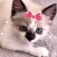 Sofia 