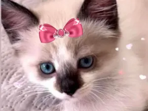 Gato raça Mestica  idade 2 a 6 meses nome Sofia 