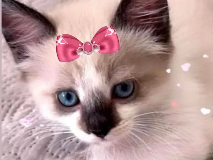 Gato ra a Mestica  idade 2 a 6 meses nome Sofia 