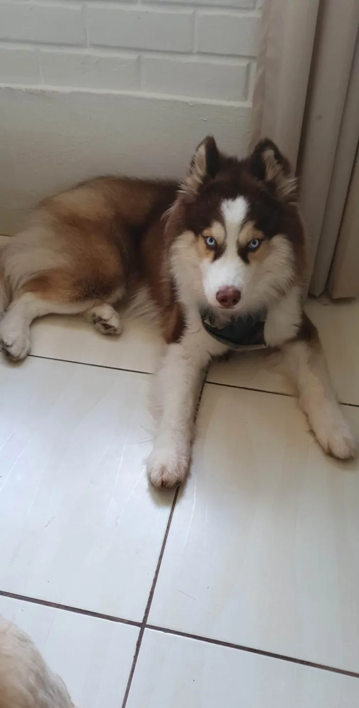 Cachorro ra a Husky Siberiano idade 5 anos nome Thor