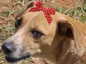 Cachorro raça Mestica  idade 1 ano nome Cacau 