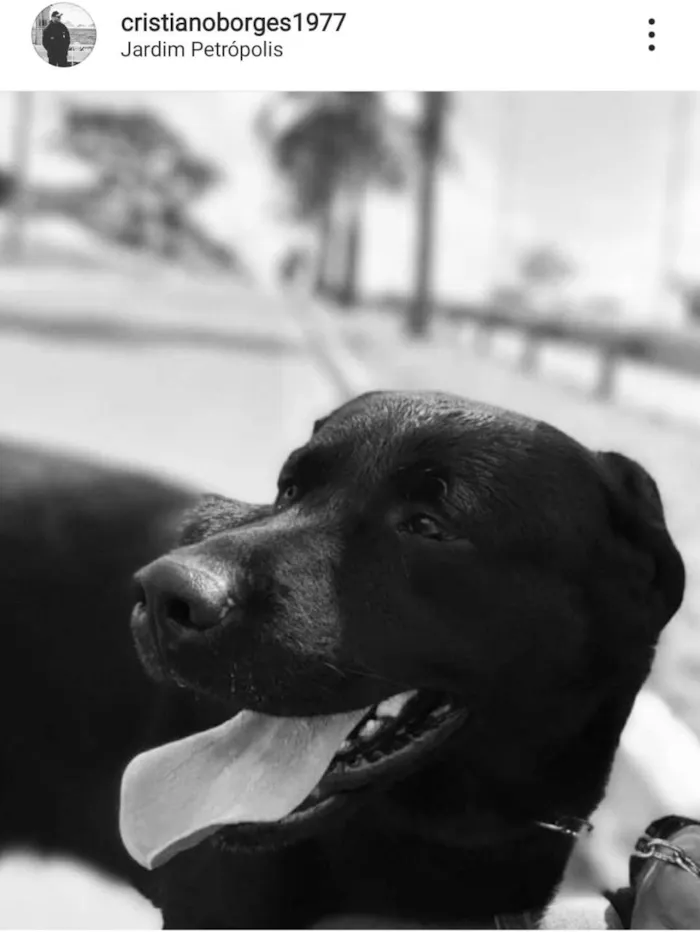 Cachorro ra a Labrador  idade 6 ou mais anos nome Duke