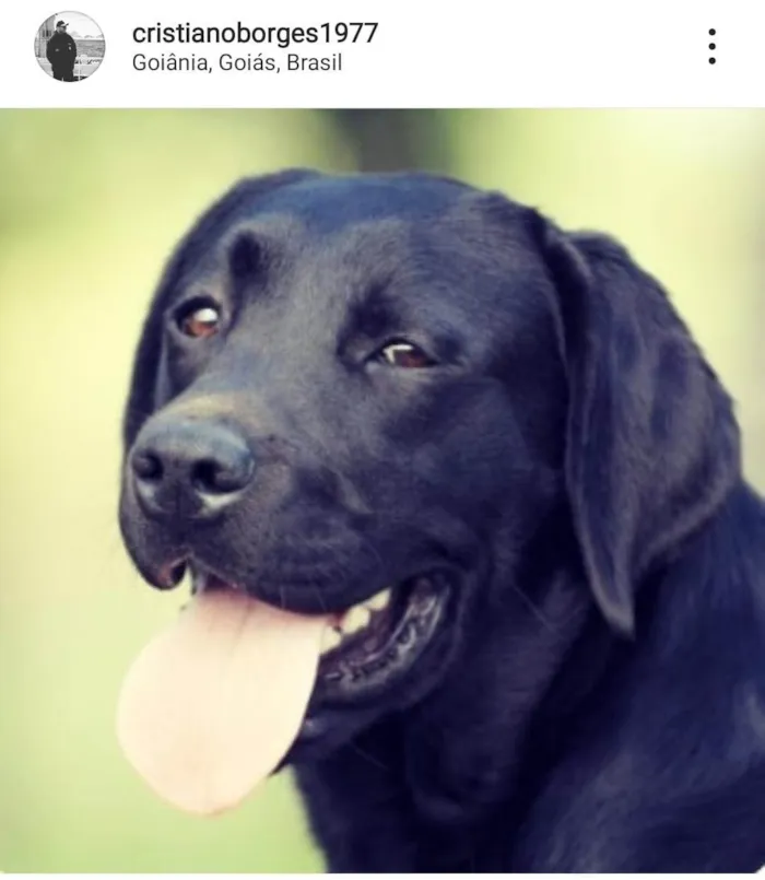 Cachorro ra a Labrador  idade 6 ou mais anos nome Duke