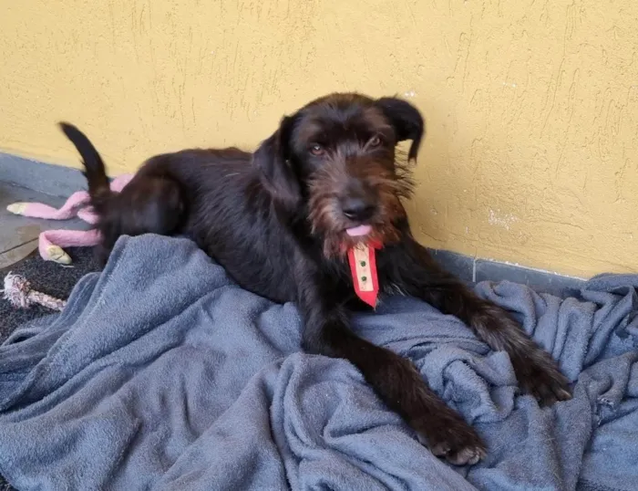 Cachorro ra a SRD-ViraLata idade 7 a 11 meses nome Chicão