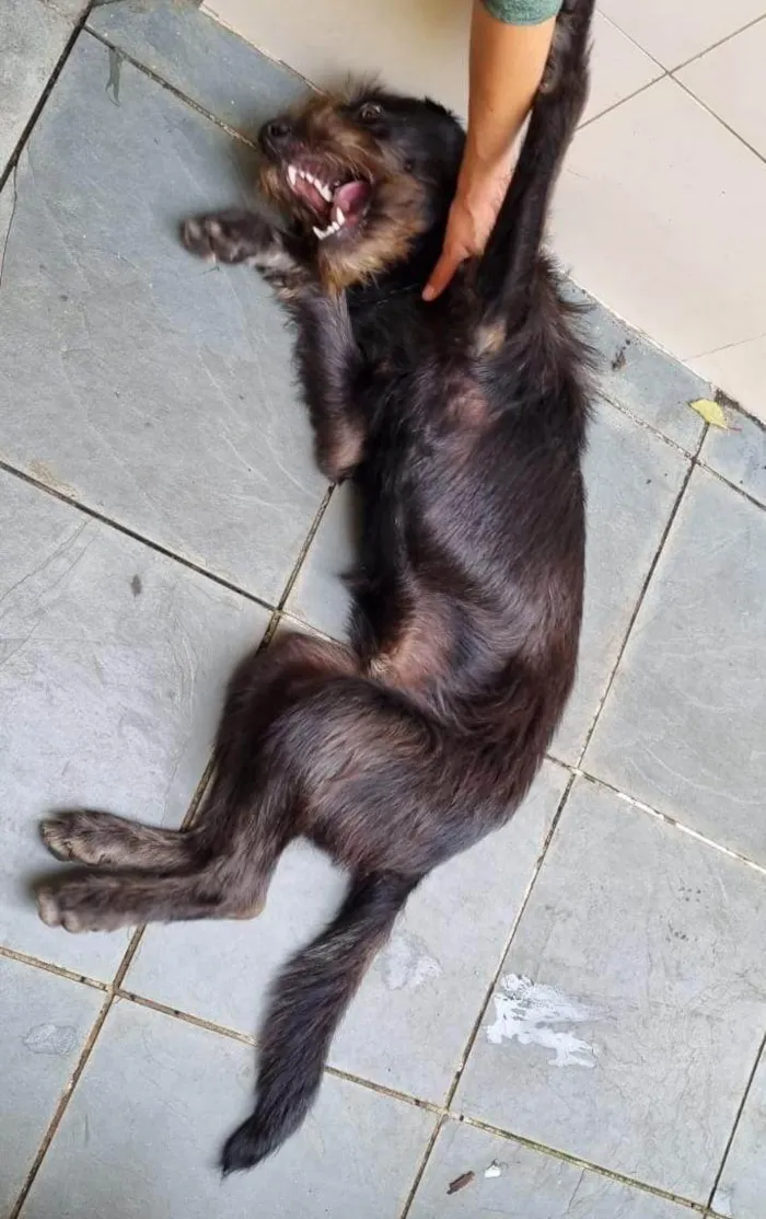 Cachorro ra a SRD-ViraLata idade 7 a 11 meses nome Chicão